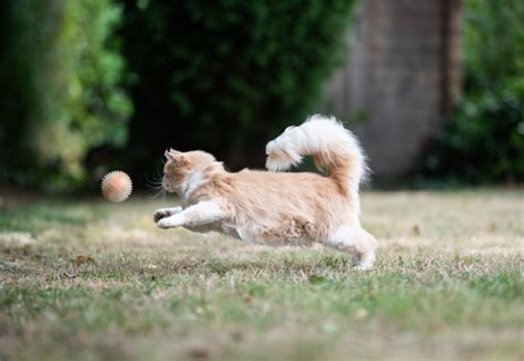 テニス ブランド: なぜ猫はテニスボールを追いかけるのか？